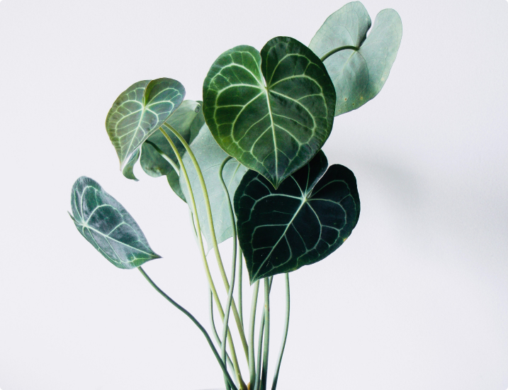 Philodendron